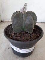 ASTROPHYTUM MYRIOSTIGMA  Nº 535 – vaso 15 - Imagem 2