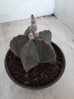 ASTROPHYTUM MYRIOSTIGMA  Nº 535 – vaso 15 - Imagem 9