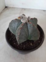 ASTROPHYTUM MYRIOSTIGMA  Nº 535 – vaso 15 - Imagem 6
