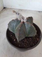 ASTROPHYTUM MYRIOSTIGMA  Nº 535 – vaso 15 - Imagem 5