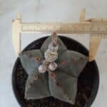 ASTROPHYTUM MYRIOSTIGMA  Nº 535 – vaso 15