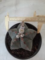 ASTROPHYTUM MYRIOSTIGMA  Nº 535 – vaso 15