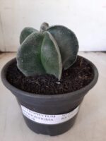 ASTROPHYTUM MYRIOSTIGMA  Nº 591 – vaso 15 - Imagem 2