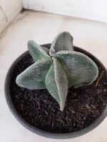 ASTROPHYTUM MYRIOSTIGMA  Nº 591 – vaso 15 - Imagem 6