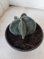 ASTROPHYTUM MYRIOSTIGMA  Nº 591 – vaso 15 - Imagem 10
