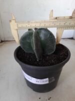 ASTROPHYTUM MYRIOSTIGMA  Nº 591 – vaso 15 - Imagem 7