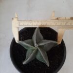 ASTROPHYTUM MYRIOSTIGMA  Nº 591 – vaso 15