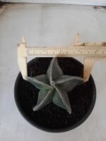 ASTROPHYTUM MYRIOSTIGMA  Nº 591 – vaso 15