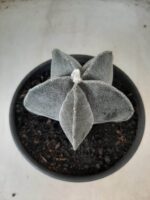 ASTROPHYTUM MYRIOSTIGMA  Nº 601 – vaso 15 - Imagem 8