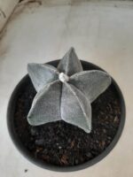 ASTROPHYTUM MYRIOSTIGMA  Nº 601 – vaso 15 - Imagem 7