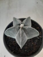 ASTROPHYTUM MYRIOSTIGMA  Nº 601 – vaso 15 - Imagem 6