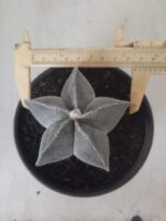 ASTROPHYTUM MYRIOSTIGMA  Nº 601 – vaso 15