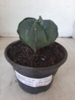 ASTROPHYTUM MYRIOSTIGMA NUDUM "4 Quinas"  Nº 555 – vaso 15 - Imagem 2