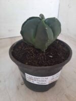 ASTROPHYTUM MYRIOSTIGMA NUDUM "4 Quinas"  Nº 555 – vaso 15 - Imagem 10