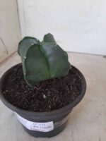 ASTROPHYTUM MYRIOSTIGMA NUDUM "4 Quinas"  Nº 555 – vaso 15 - Imagem 9