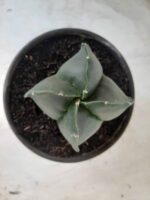 ASTROPHYTUM MYRIOSTIGMA NUDUM "4 Quinas"  Nº 555 – vaso 15 - Imagem 8