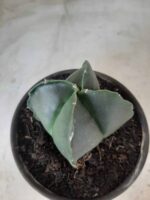 ASTROPHYTUM MYRIOSTIGMA NUDUM "4 Quinas"  Nº 555 – vaso 15 - Imagem 6