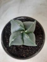 ASTROPHYTUM MYRIOSTIGMA NUDUM "4 Quinas"  Nº 555 – vaso 15 - Imagem 3