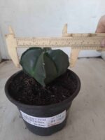 ASTROPHYTUM MYRIOSTIGMA NUDUM "4 Quinas"  Nº 555 – vaso 15 - Imagem 4