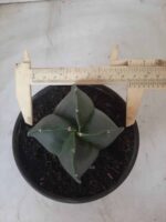 ASTROPHYTUM MYRIOSTIGMA NUDUM "4 Quinas"  Nº 555 – vaso 15