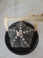 Sementes de cactos ASTROPHYTUM MYRIOSTIGMA - Imagem 26