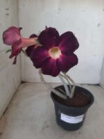 Planta Simples 2269 – 30cm – 02 anos