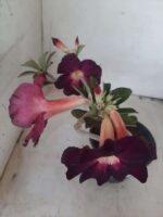 Planta Simples 2269 – 30cm – 02 anos - Imagem 4