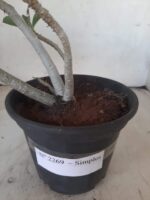 Planta Simples 2269 – 30cm – 02 anos - Imagem 7