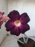 Planta Simples 2269 – 30cm – 02 anos - Imagem 3