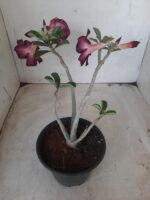 Planta Simples 2269 – 30cm – 02 anos - Imagem 5