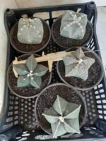 Sementes de cactos ASTROPHYTUM MYRIOSTIGMA - Imagem 23