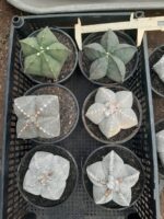 Sementes de cactos ASTROPHYTUM MYRIOSTIGMA - Imagem 25