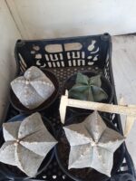 Sementes de cactos ASTROPHYTUM MYRIOSTIGMA - Imagem 21