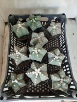 Sementes de cactos ASTROPHYTUM MYRIOSTIGMA - Imagem 20