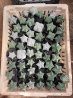 Sementes de cactos ASTROPHYTUM MYRIOSTIGMA - Imagem 2
