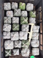 Sementes de cactos ASTROPHYTUM MYRIOSTIGMA - Imagem 15