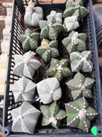 Sementes de cactos ASTROPHYTUM MYRIOSTIGMA - Imagem 17