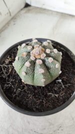 MATRIZ ASTROPHYTUM ASTERIAS Nº 626 – vaso 15 - Imagem 8