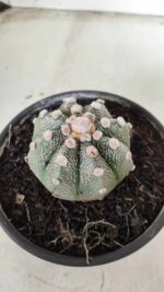 MATRIZ ASTROPHYTUM ASTERIAS Nº 626 – vaso 15 - Imagem 7