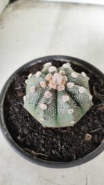 MATRIZ ASTROPHYTUM ASTERIAS Nº 626 – vaso 15 - Imagem 6