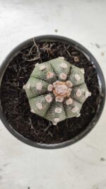 MATRIZ ASTROPHYTUM ASTERIAS Nº 626 – vaso 15 - Imagem 5
