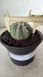 MATRIZ ASTROPHYTUM ASTERIAS Nº 626 – vaso 15 - Imagem 4