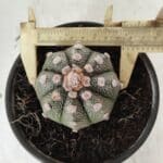 MATRIZ ASTROPHYTUM ASTERIAS Nº 626 – vaso 15
