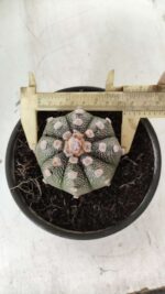 MATRIZ ASTROPHYTUM ASTERIAS Nº 626 – vaso 15
