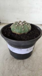 MATRIZ ASTROPHYTUM ASTERIAS Nº 631 – vaso 15 - Imagem 2