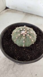 MATRIZ ASTROPHYTUM ASTERIAS Nº 631 – vaso 15 - Imagem 9