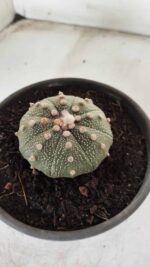 MATRIZ ASTROPHYTUM ASTERIAS Nº 631 – vaso 15 - Imagem 6