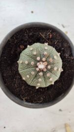 MATRIZ ASTROPHYTUM ASTERIAS Nº 631 – vaso 15 - Imagem 3