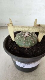 MATRIZ ASTROPHYTUM ASTERIAS Nº 631 – vaso 15 - Imagem 4