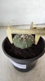 MATRIZ ASTROPHYTUM ASTERIAS Nº 631 – vaso 15 - Imagem 7